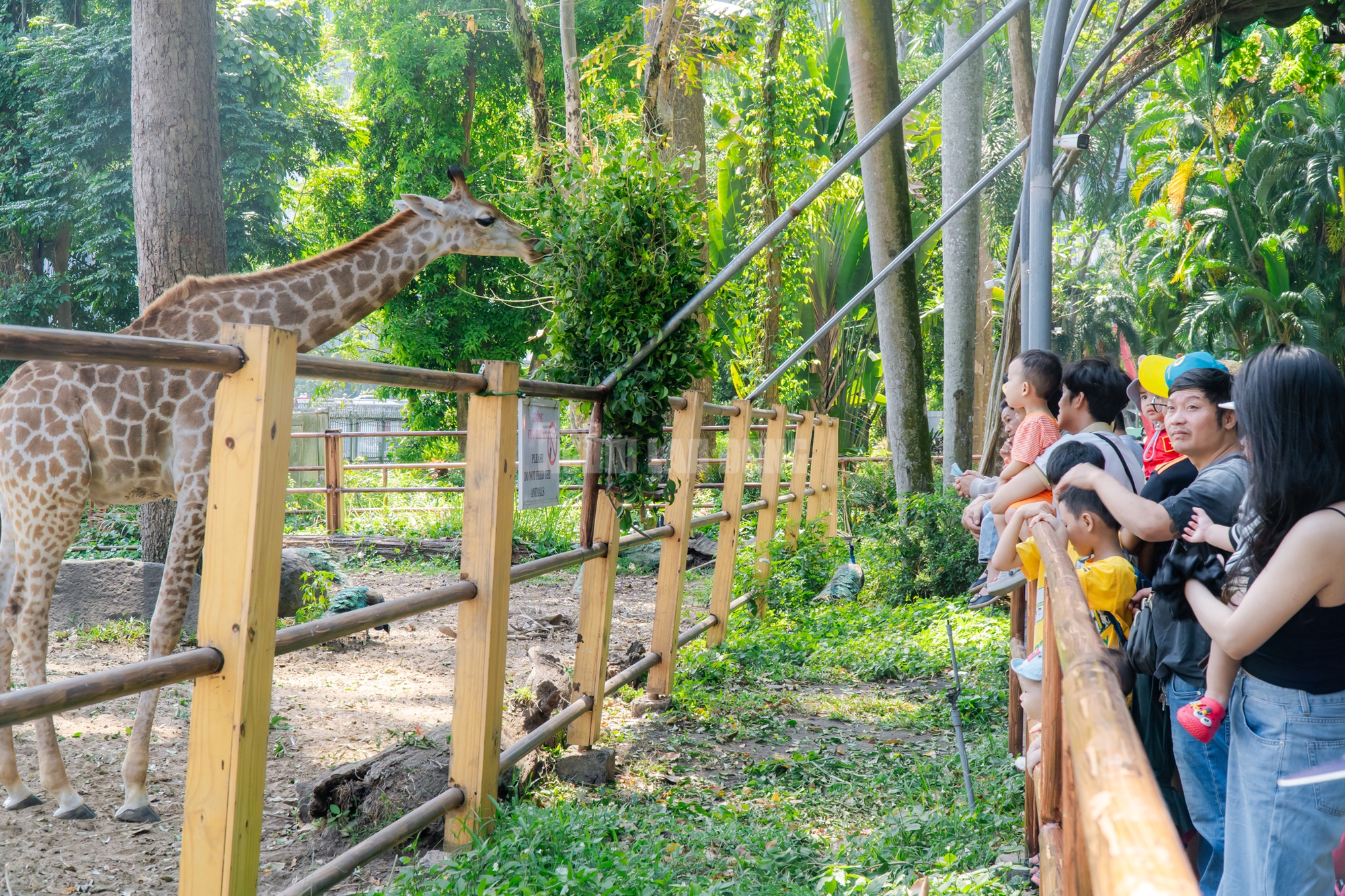 Lộ diện “bé ngựa lùn Cacao” ở Thảo Cẩm Viên Sài Gòn- Ảnh 18. Lộ diện “bé ngựa lùn Cacao” ở Thảo Cẩm Viên Sài Gòn- Ảnh 18.