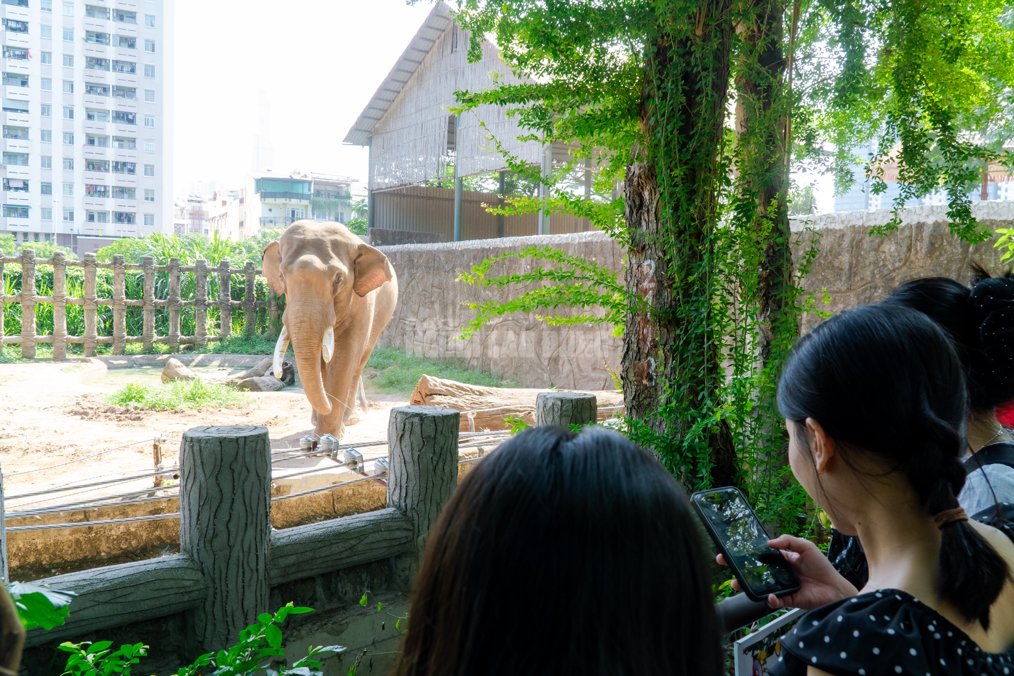 Lộ diện “bé ngựa lùn Cacao” ở Thảo Cẩm Viên Sài Gòn- Ảnh 20. Lộ diện “bé ngựa lùn Cacao” ở Thảo Cẩm Viên Sài Gòn- Ảnh 20.