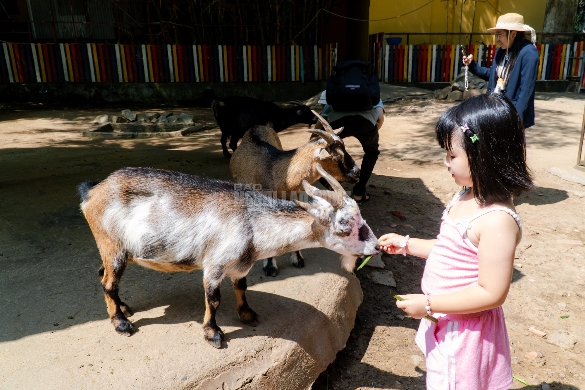 Lộ diện “bé ngựa lùn Cacao” ở Thảo Cẩm Viên Sài Gòn- Ảnh 21. Lộ diện “bé ngựa lùn Cacao” ở Thảo Cẩm Viên Sài Gòn- Ảnh 21.
