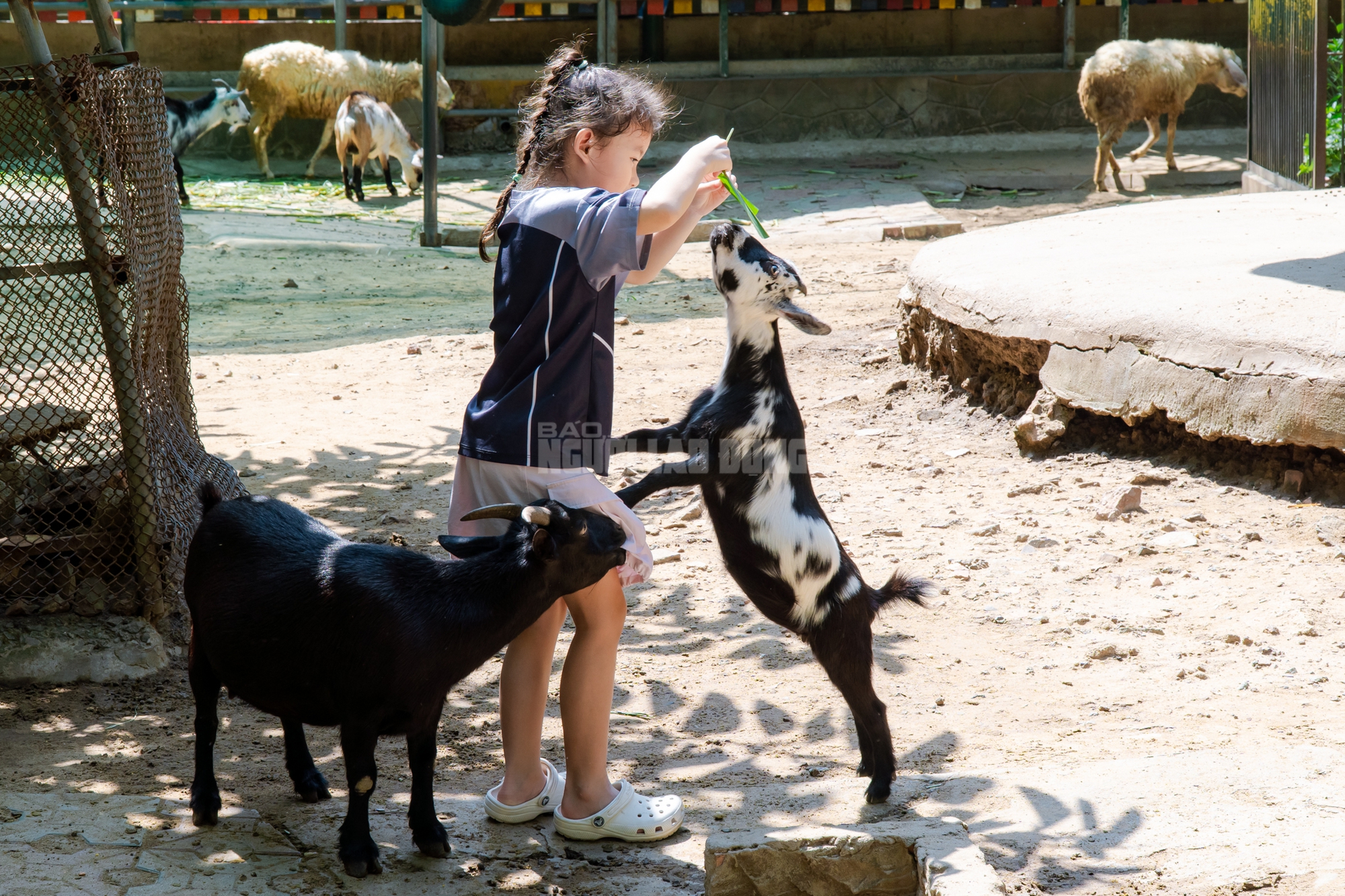 Lộ diện “bé ngựa lùn Cacao” ở Thảo Cẩm Viên Sài Gòn- Ảnh 25. Lộ diện “bé ngựa lùn Cacao” ở Thảo Cẩm Viên Sài Gòn- Ảnh 25.