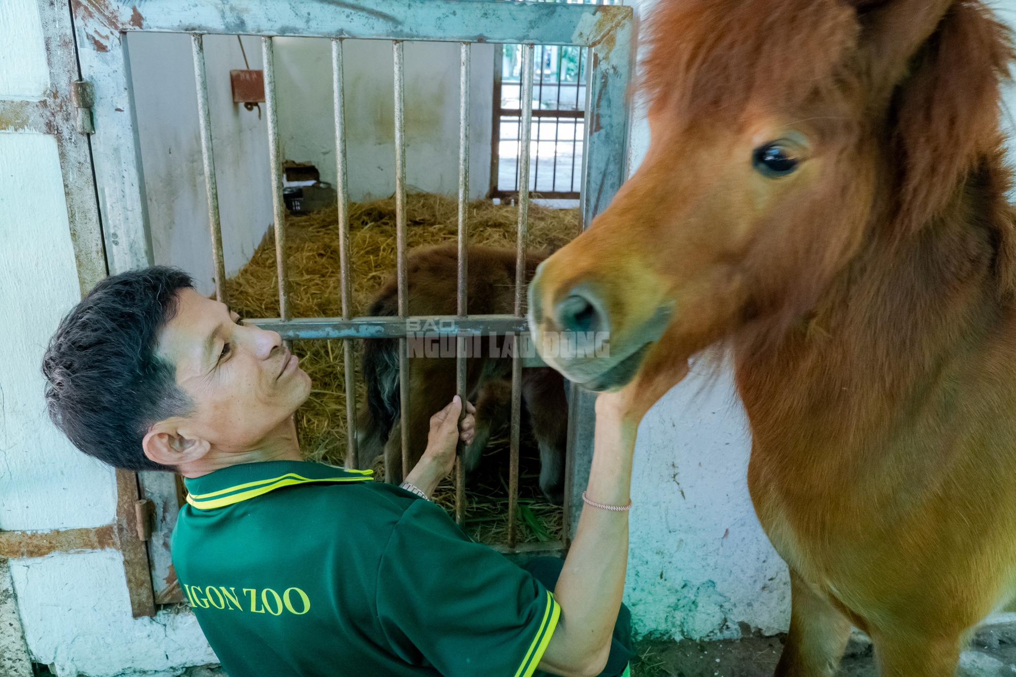 Lộ diện “bé ngựa lùn Cacao” ở Thảo Cẩm Viên Sài Gòn- Ảnh 2. img