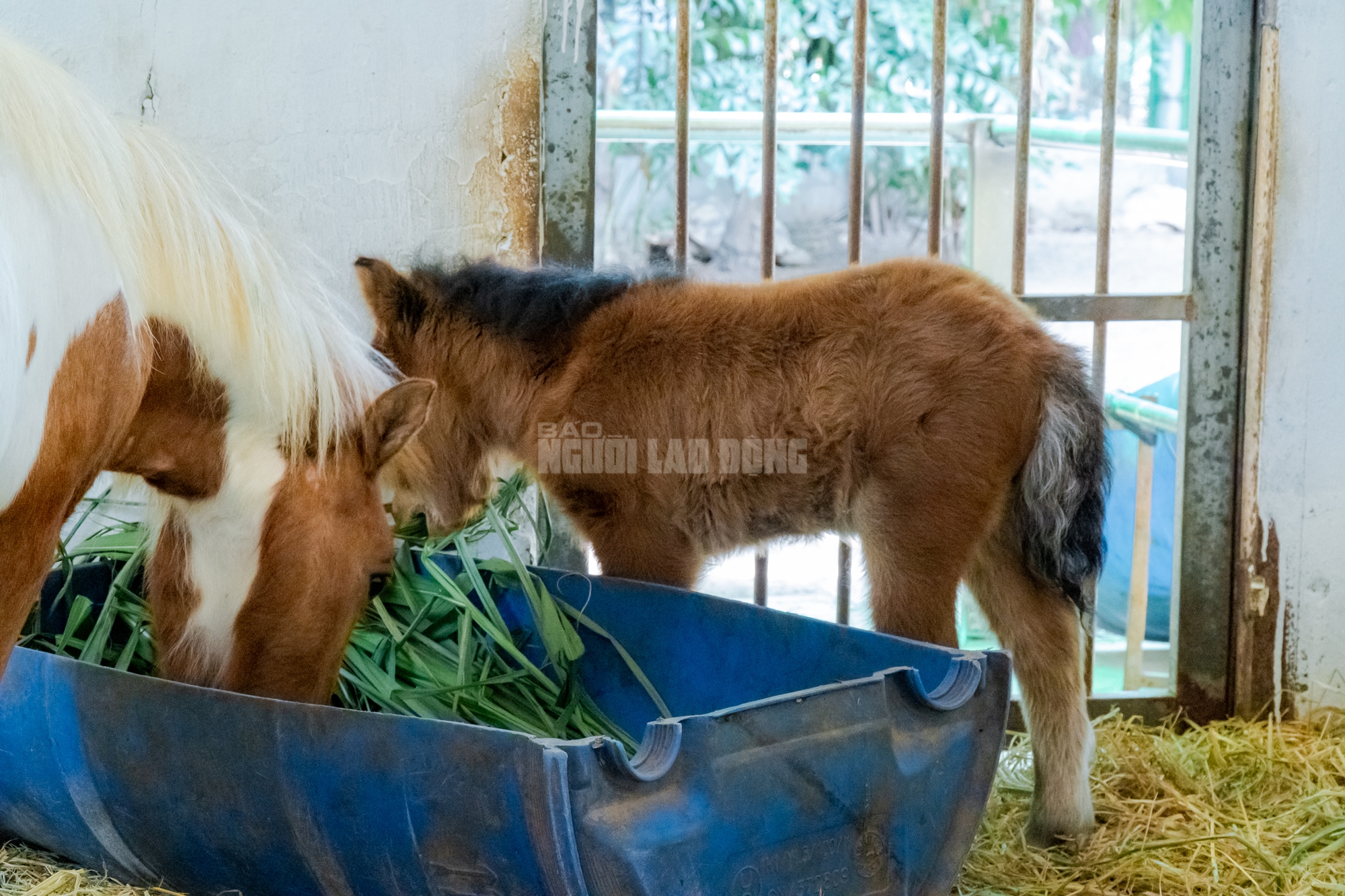 Lộ diện “bé ngựa lùn Cacao” ở Thảo Cẩm Viên Sài Gòn- Ảnh 3. img