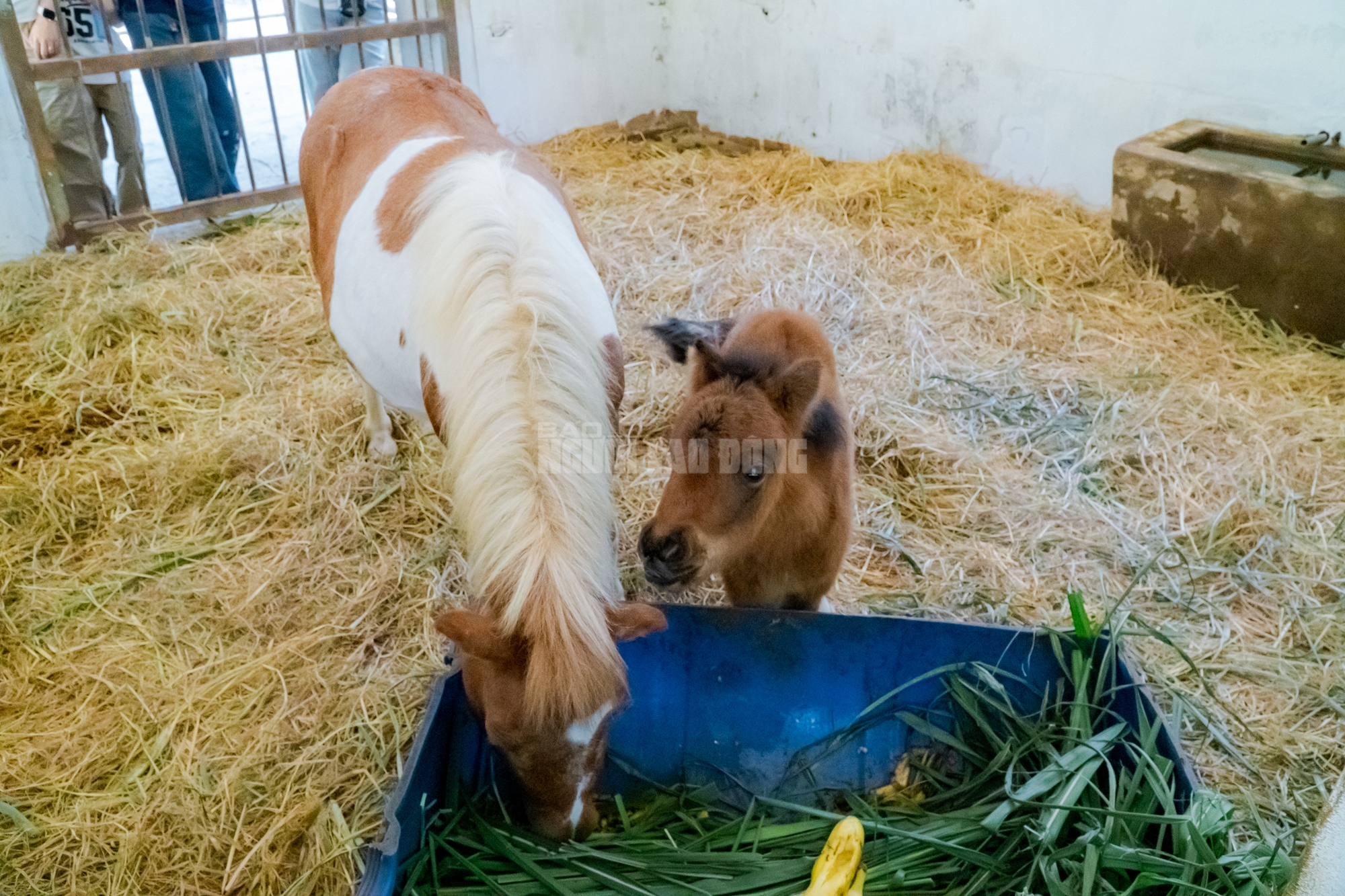 Lộ diện “bé ngựa lùn Cacao” ở Thảo Cẩm Viên Sài Gòn- Ảnh 4. img