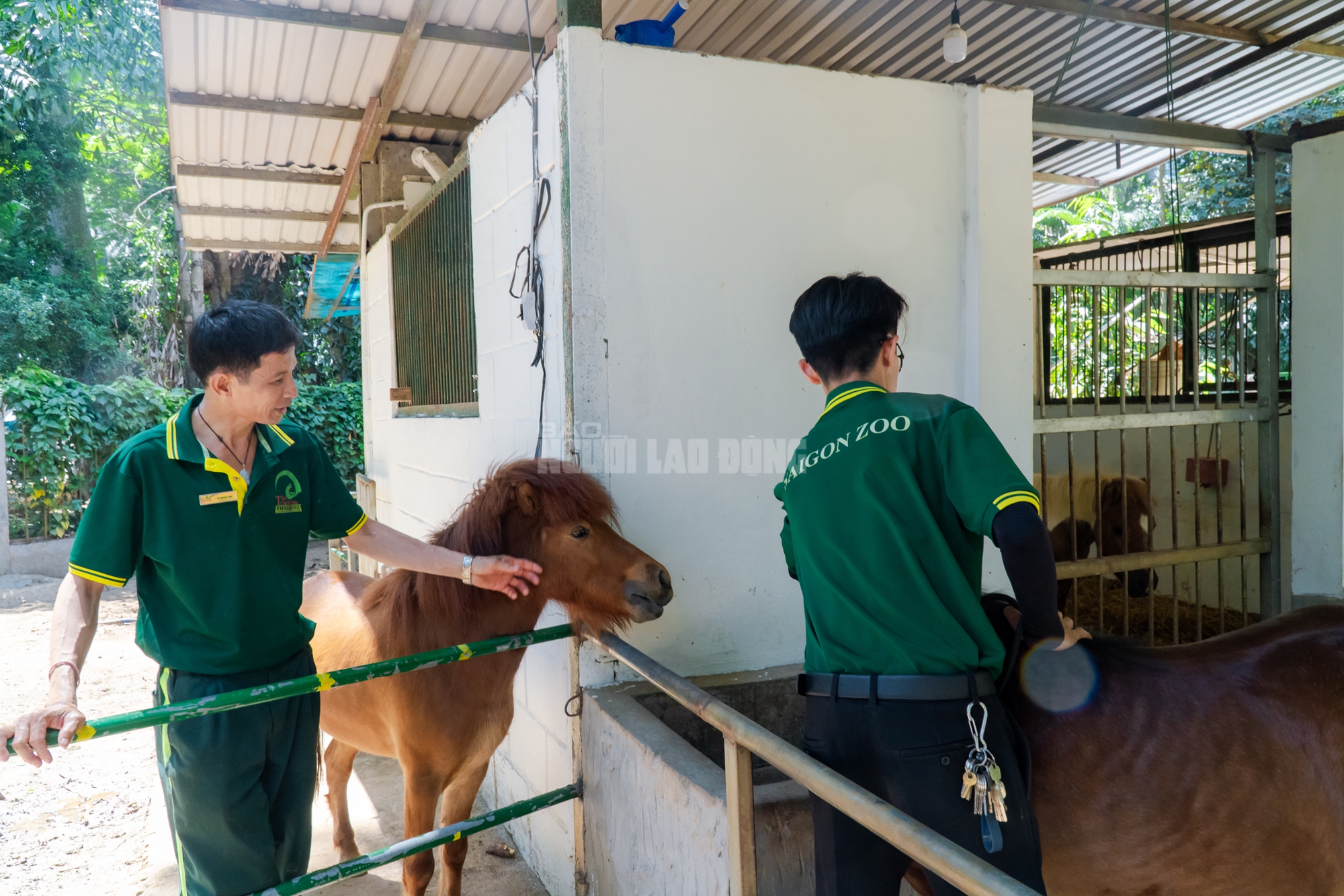 Lộ diện “bé ngựa lùn Cacao” ở Thảo Cẩm Viên Sài Gòn- Ảnh 5. img