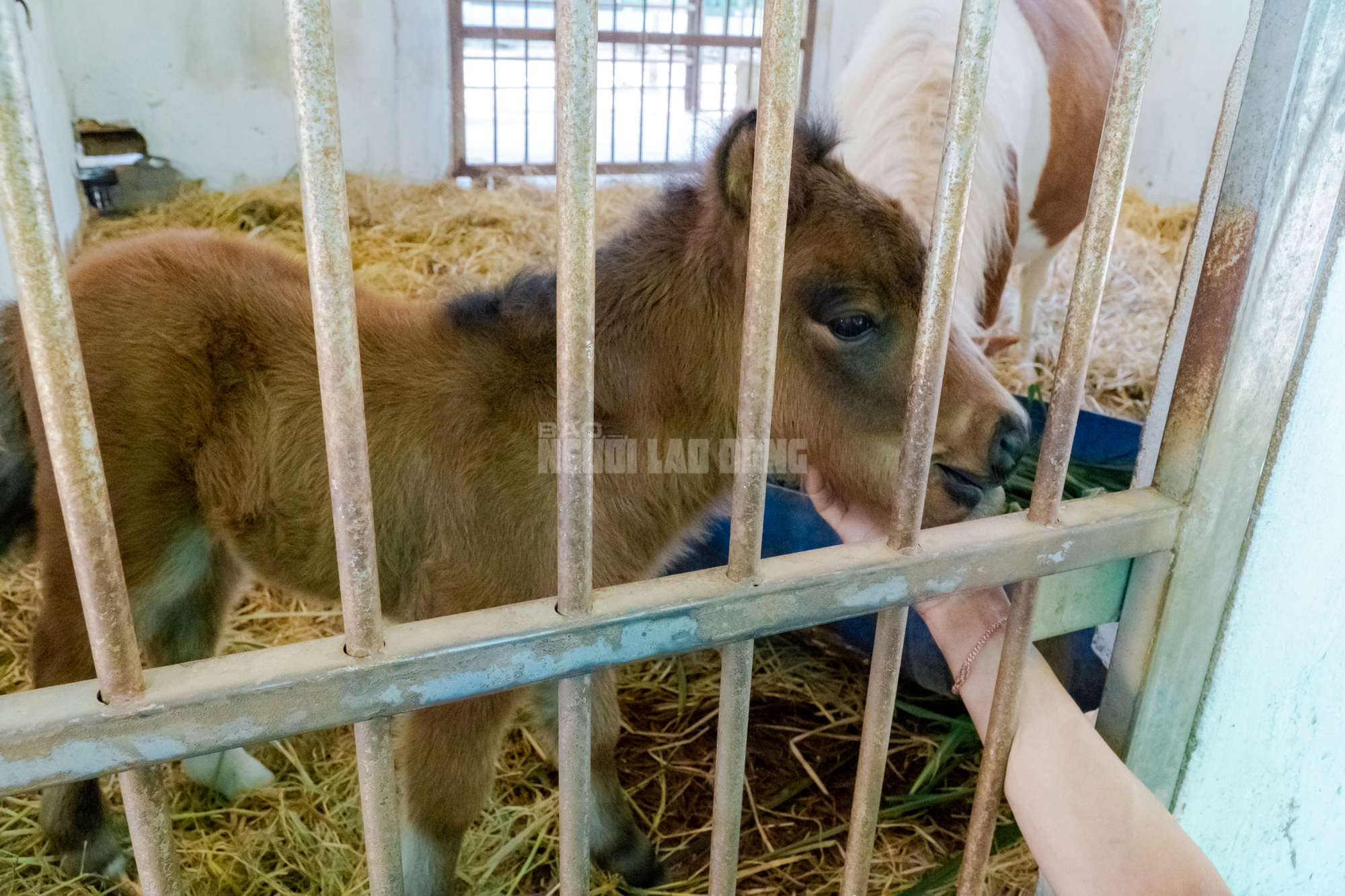 Lộ diện “bé ngựa lùn Cacao” ở Thảo Cẩm Viên Sài Gòn- Ảnh 1. Lộ diện “bé ngựa lùn Cacao” ở Thảo Cẩm Viên Sài Gòn- Ảnh 1.