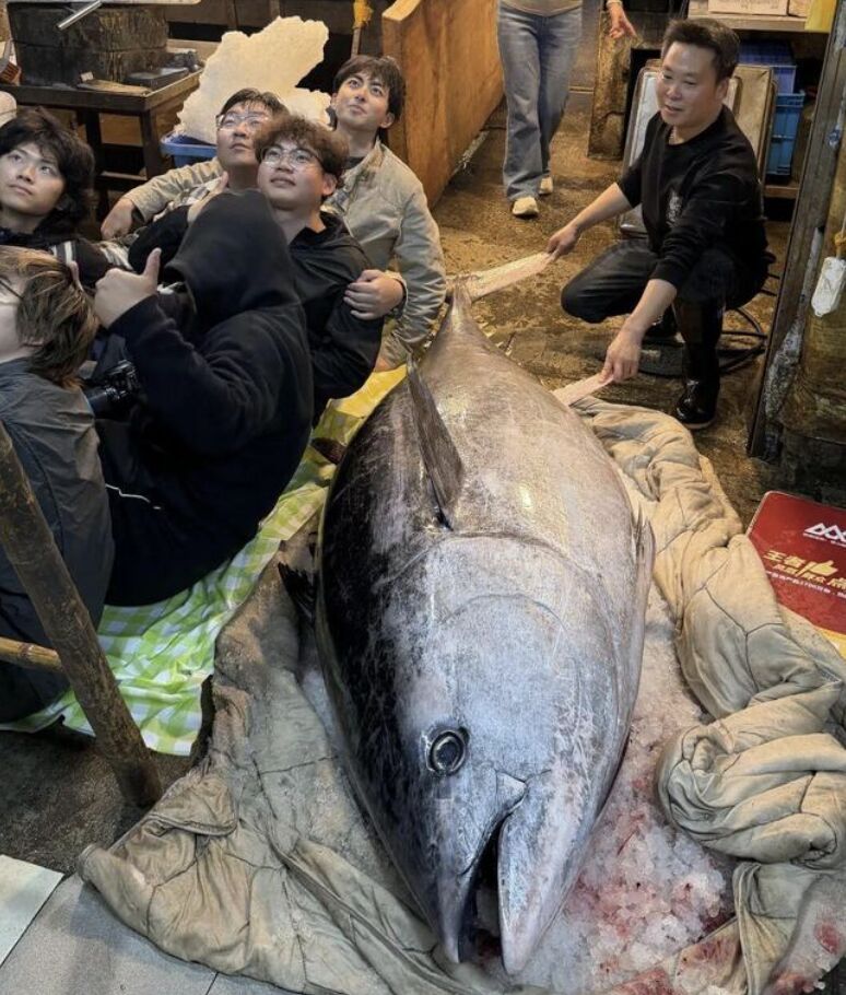 Ngư d&acirc;n bắt được con c&aacute; ngừ khổng lồ d&agrave;i 2,37 m&eacute;t, nặng 280kg- Ảnh 2.