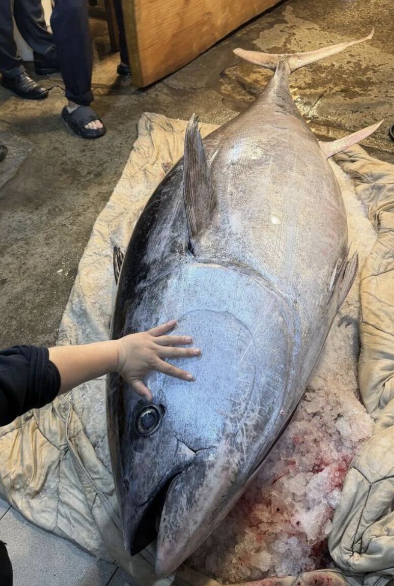 Ngư d&acirc;n bắt được con c&aacute; ngừ khổng lồ d&agrave;i 2,37 m&eacute;t, nặng 280kg- Ảnh 1.