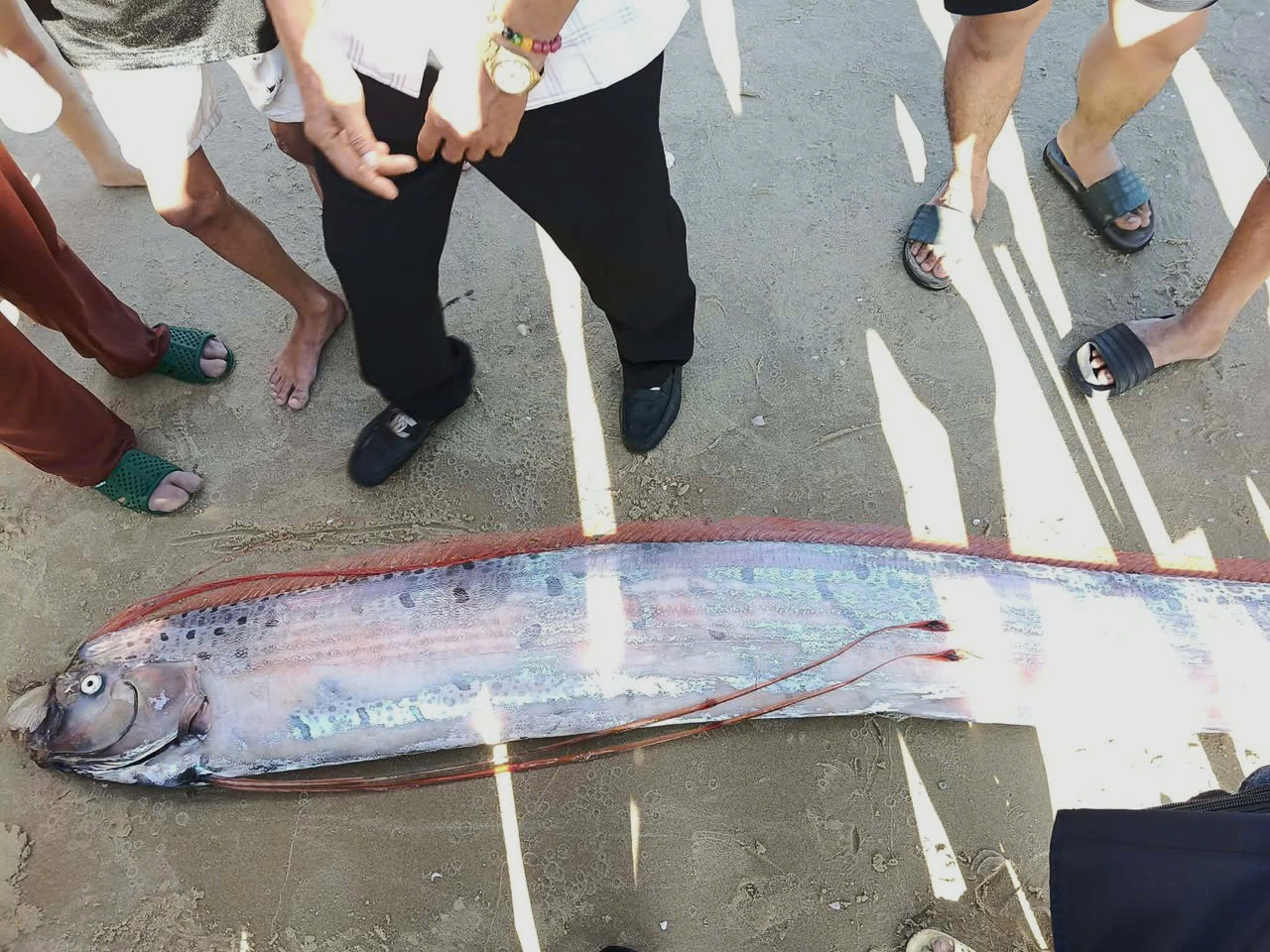 C&aacute; hố rồng d&agrave;i gần 4m tr&ocirc;i dạt v&agrave;o bờ biển L&acirc;m Đồng- Ảnh 1.