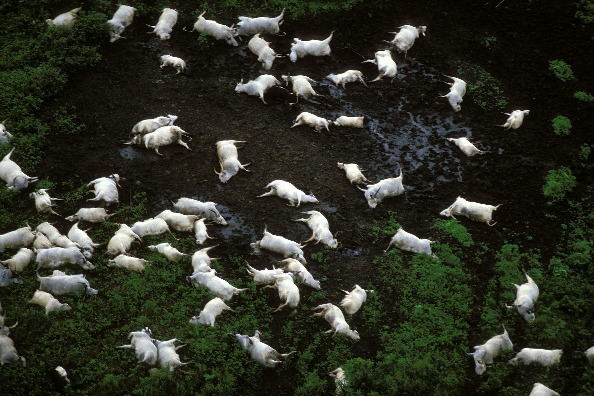 Thảm họa "hồ giết người" cướp đi 1.746 sinh mạng chỉ trong một hơi thở- Ảnh 2.