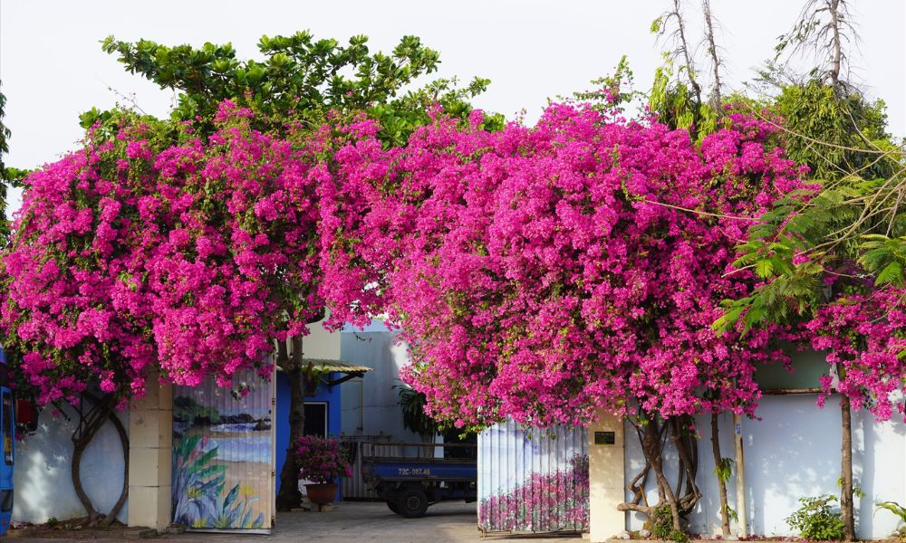 4 niềm vui, 3 nỗi sợ khi chơi hoa giấy- Ảnh 1.