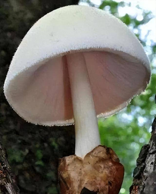 Những "thực phẩm" chứa độc tố chết người kh&ocirc;ng c&oacute; thuốc giải, đun n&oacute;ng tới 120 độ C cũng kh&ocirc;ng c&oacute; t&aacute;c dụng- Ảnh 4.