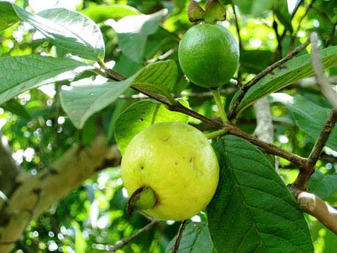 Đột quỵ cũng phải &ldquo;sợ&rdquo; loại quả n&agrave;y, vitamin C gấp 21 lần t&aacute;o, từ rễ đến l&aacute; đều l&agrave; b&agrave;i thuốc: Người Việt ăn nhiều m&agrave; &iacute;t biết- Ảnh 2.