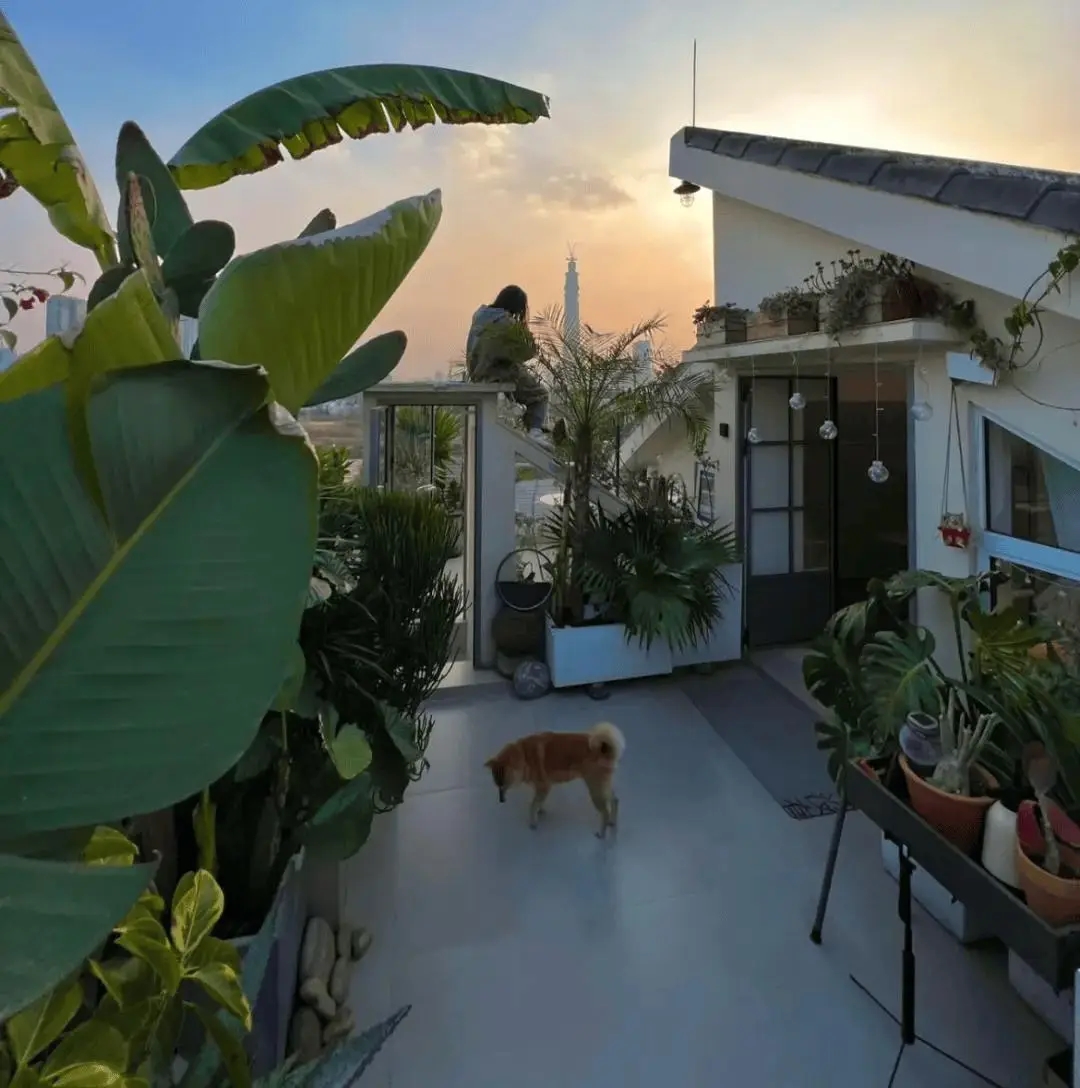 V&igrave; rẻ mua căn nh&agrave; cao nhất của chung cư, kh&ocirc;ng b&oacute;ng h&agrave;ng x&oacute;m: C&ocirc; g&aacute;i lời được 380 triệu sau khi kể ra 3 ưu điểm- Ảnh 4.