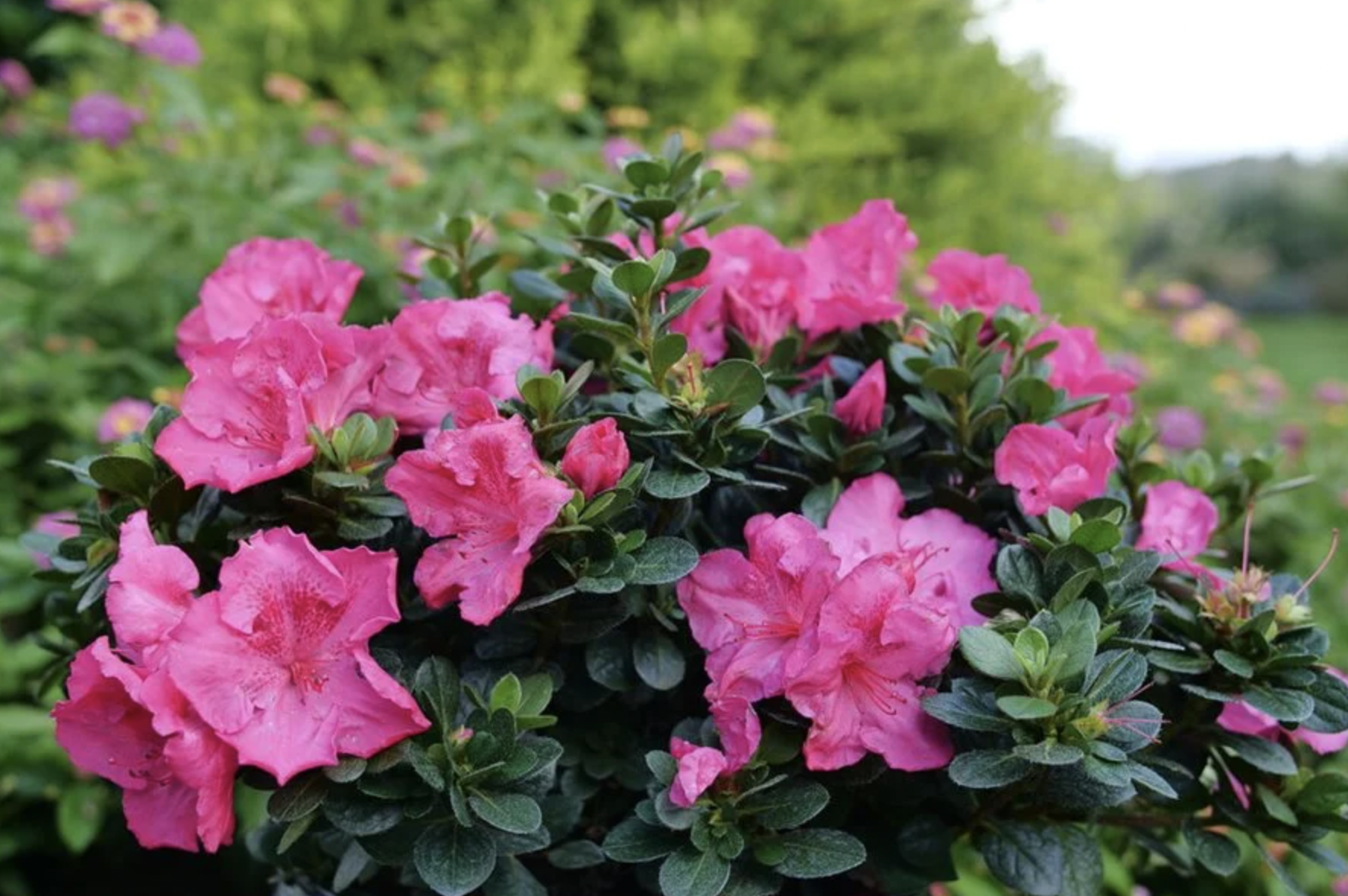 Loại c&acirc;y n&ecirc;n trồng ngay b&acirc;y giờ: Đẹp thanh lịch, ấn tượng "suốt đời"- Ảnh 1.