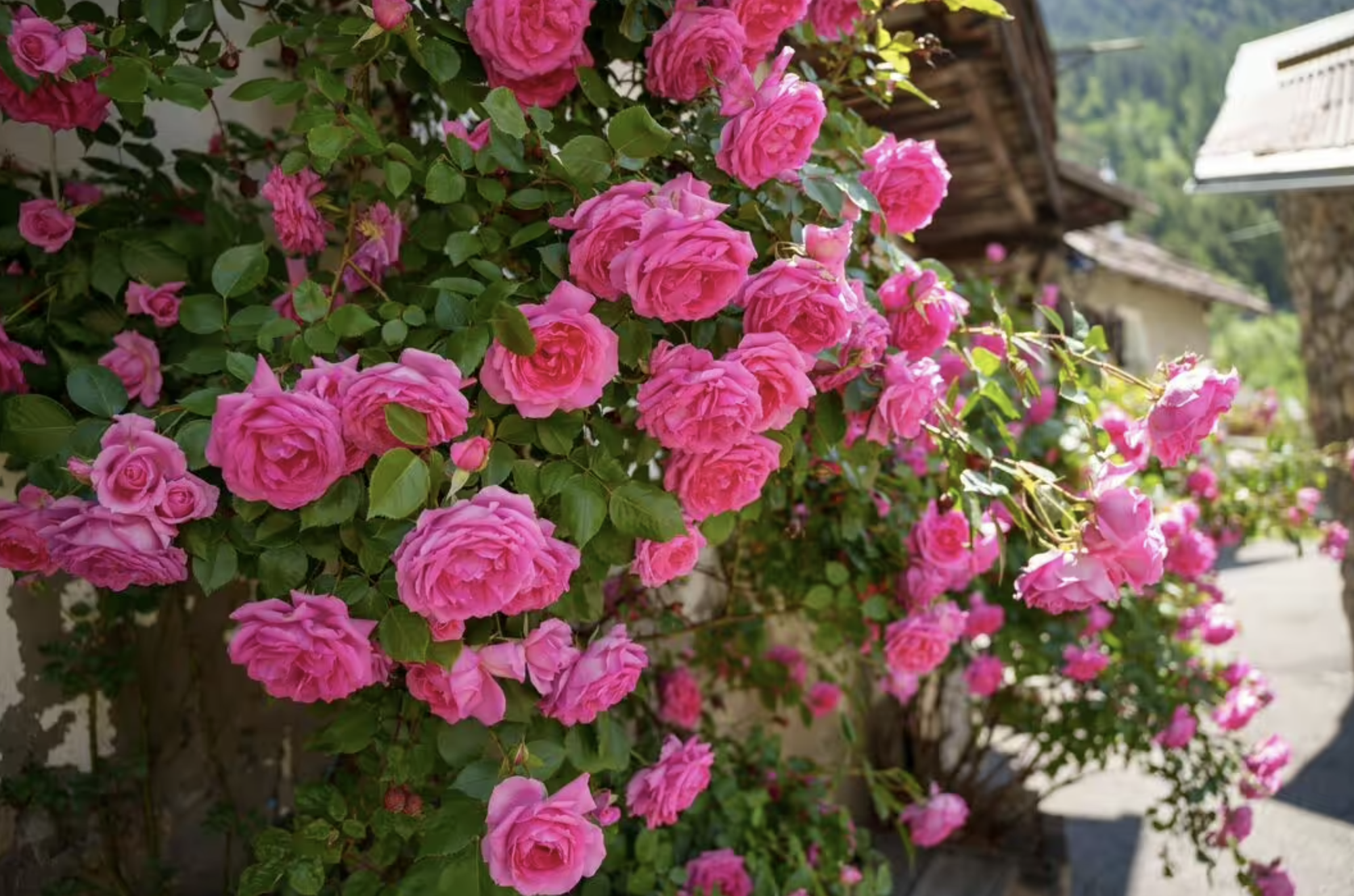 Loại c&acirc;y n&ecirc;n trồng ngay b&acirc;y giờ: Đẹp thanh lịch, ấn tượng "suốt đời"- Ảnh 2.