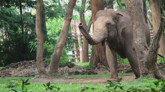 Đi vệ sinh lúc rạng sáng, cụ ông 87 tuổi bất ngờ chạm trán "sinh vật khổng lồ": Cái kết ám ảnh- Ảnh 2. Đi vệ sinh lúc rạng sáng, cụ ông 87 tuổi bất ngờ chạm trán