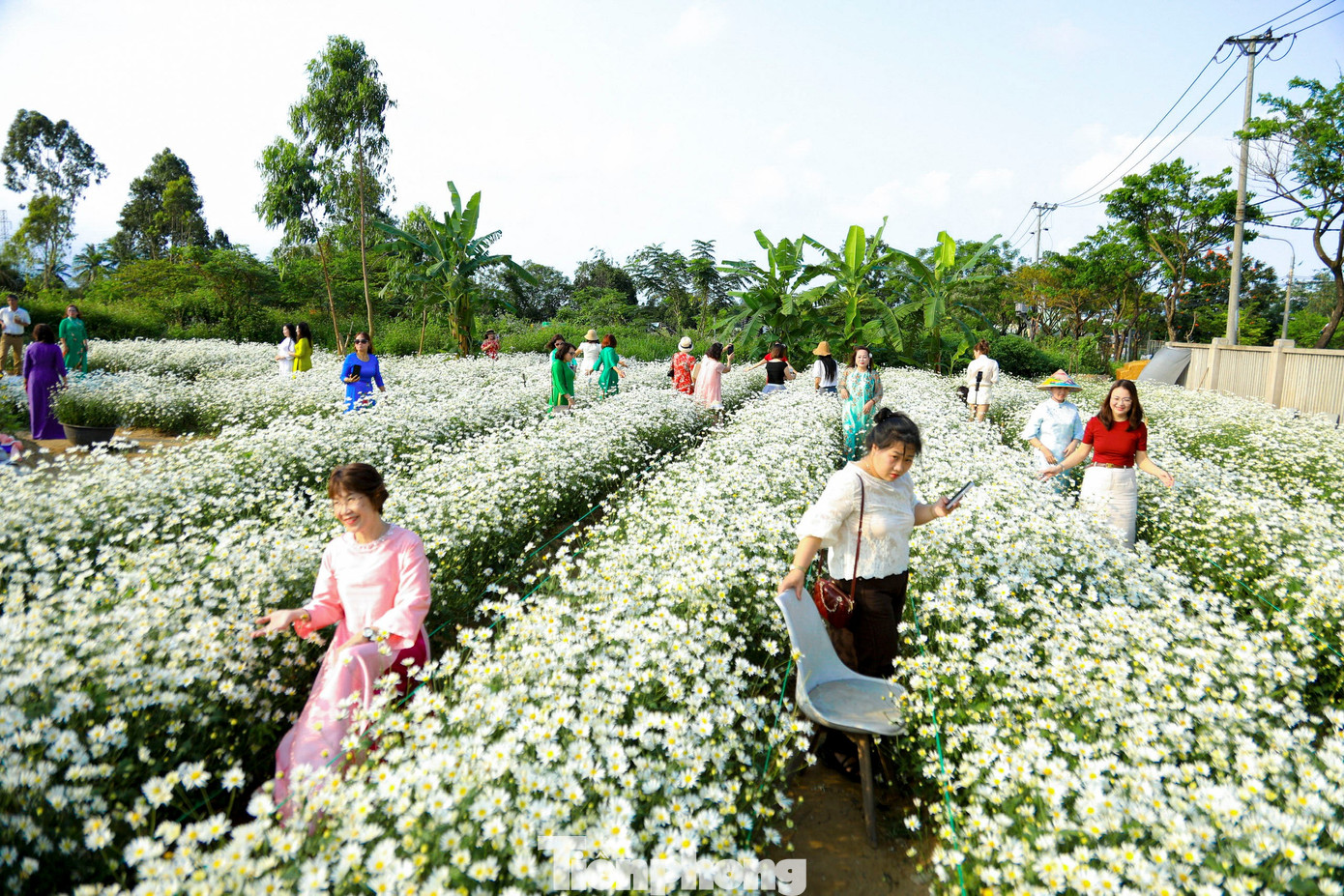 Vườn c&uacute;c họa mi nở rộ h&uacute;t kh&aacute;ch check-in ở Đ&agrave; Nẵng- Ảnh 1.