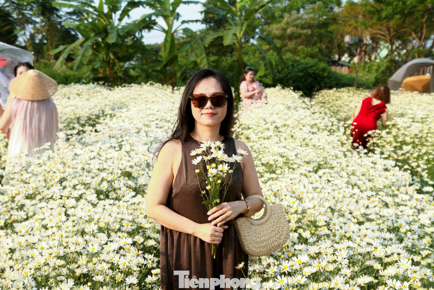 Vườn c&uacute;c họa mi nở rộ h&uacute;t kh&aacute;ch check-in ở Đ&agrave; Nẵng- Ảnh 3.