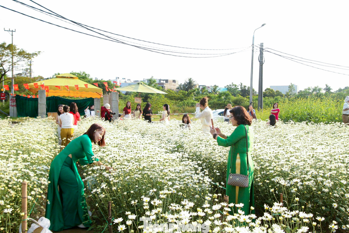 Vườn c&uacute;c họa mi nở rộ h&uacute;t kh&aacute;ch check-in ở Đ&agrave; Nẵng- Ảnh 6.