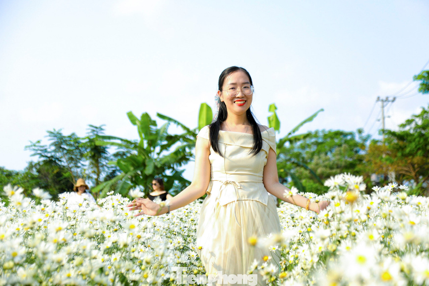 Vườn c&uacute;c họa mi nở rộ h&uacute;t kh&aacute;ch check-in ở Đ&agrave; Nẵng- Ảnh 5.