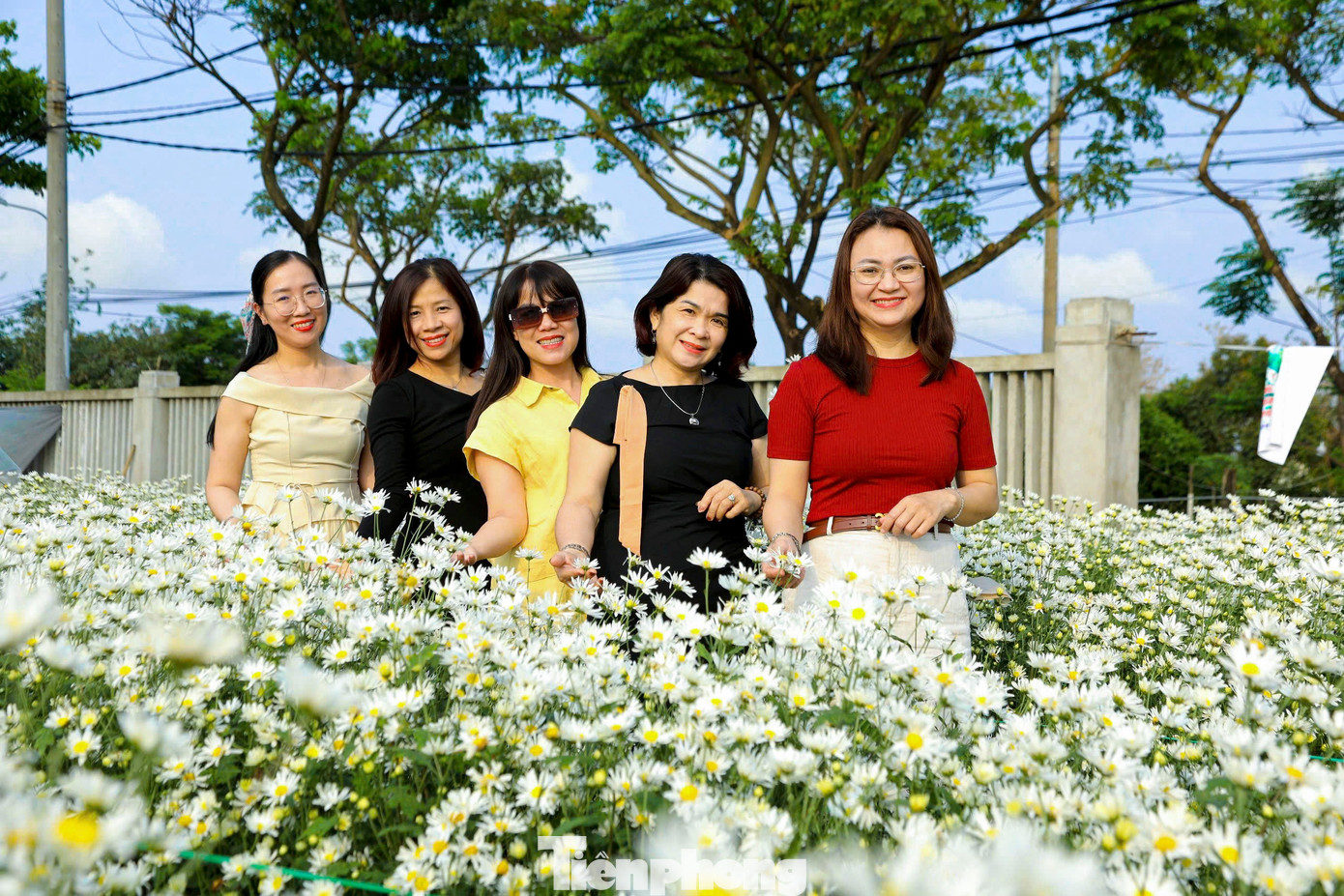 Vườn c&uacute;c họa mi nở rộ h&uacute;t kh&aacute;ch check-in ở Đ&agrave; Nẵng- Ảnh 10.