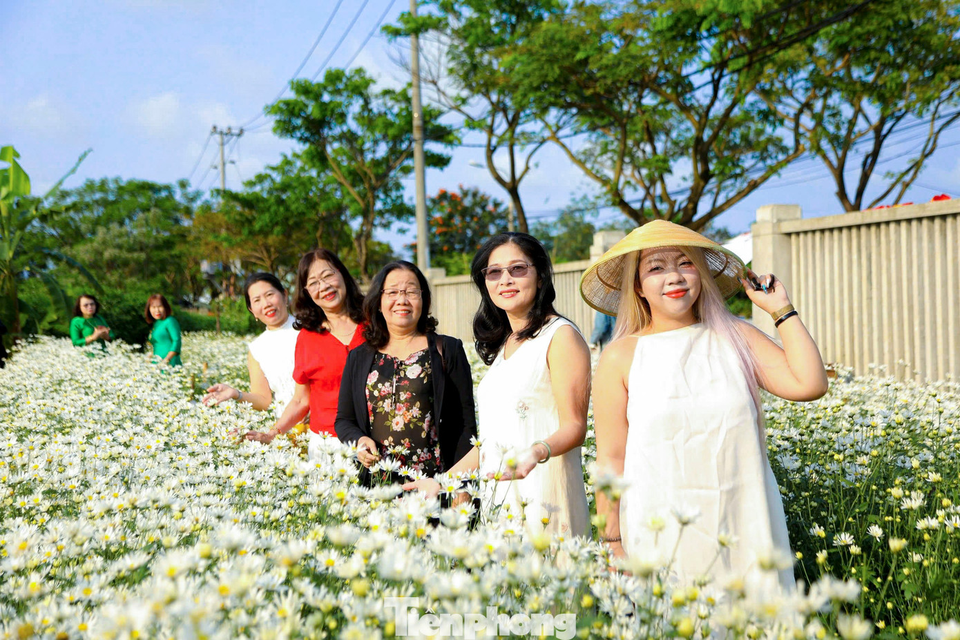 Vườn c&uacute;c họa mi nở rộ h&uacute;t kh&aacute;ch check-in ở Đ&agrave; Nẵng- Ảnh 9.