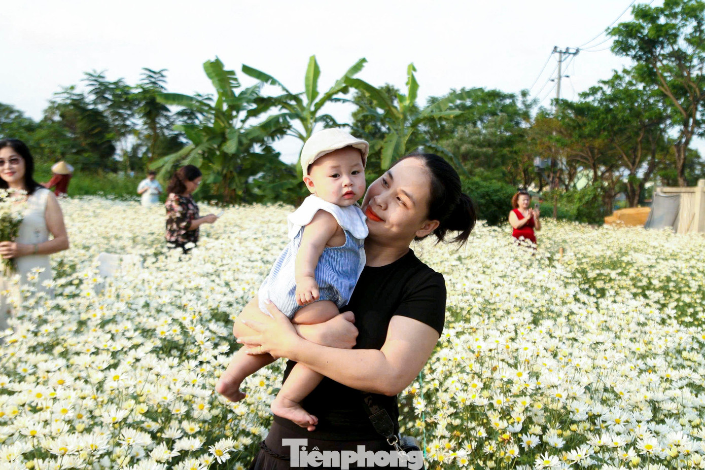 Vườn c&uacute;c họa mi nở rộ h&uacute;t kh&aacute;ch check-in ở Đ&agrave; Nẵng- Ảnh 8.