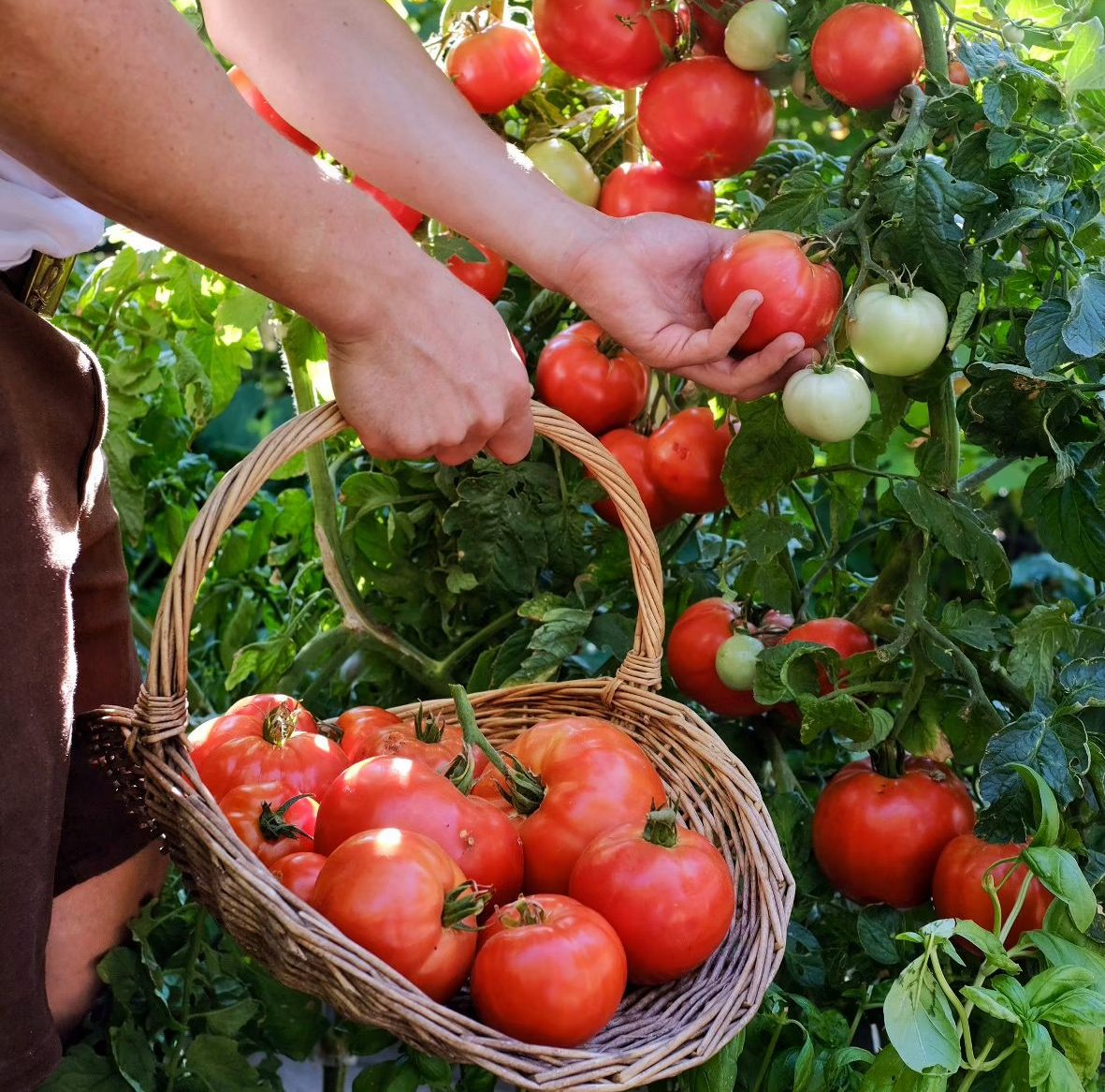 Việt Nam c&oacute; loại quả ăn khi xanh chứa độc nhưng ch&iacute;n kỹ th&agrave;nh "b&aacute;u vật" chống ung thư, dưỡng da, đẹp t&oacute;c- Ảnh 1.