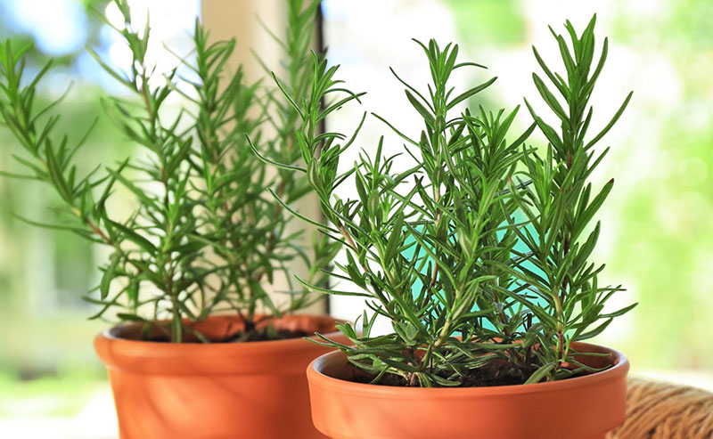 3 loại c&acirc;y n&ecirc;n trồng trong nh&agrave;, đuổi muỗi hiệu quả, thơm ph&ograve;ng- Ảnh 1.