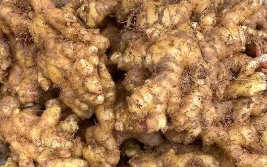 Gừng l&agrave; loại củ gia vị c&oacute; thể hỗ trợ chăm s&oacute;c t&oacute;c. Ảnh: Kiều Vũ