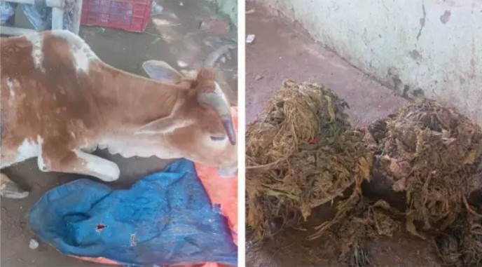 Con b&ograve; đực được mổ khẩn v&igrave; bụng ph&igrave;nh to như 