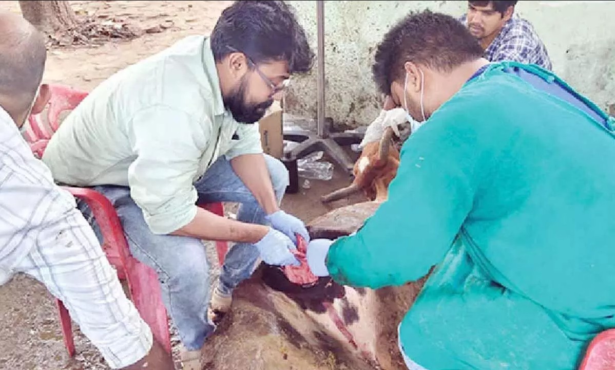 Con b&ograve; đực được mổ khẩn v&igrave; bụng ph&igrave;nh to như 