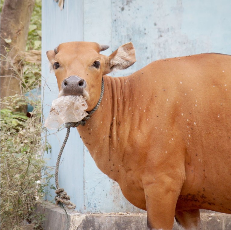 Con b&ograve; đực được mổ khẩn v&igrave; bụng ph&igrave;nh to như 