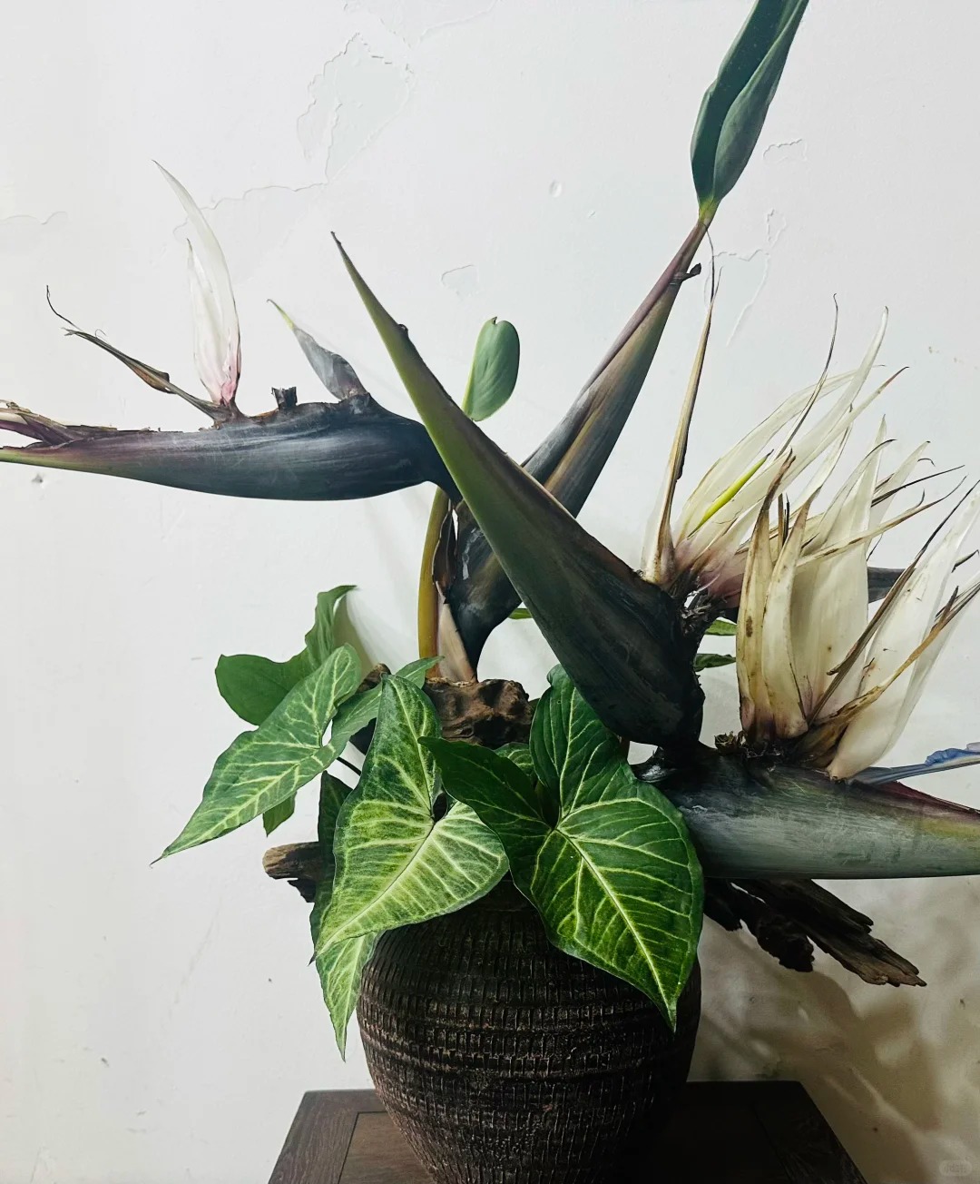 Thấy c&agrave;nh Bạch hạc "chảy nước mắt", tưởng hỏng h&oacute;a ra vớ được b&aacute;u vật decor: Lo&agrave;i hoa qu&yacute; tộc đang l&agrave;m mưa l&agrave;m gi&oacute; hội nghiện Wabi-sabi sang chảnh- Ảnh 26.