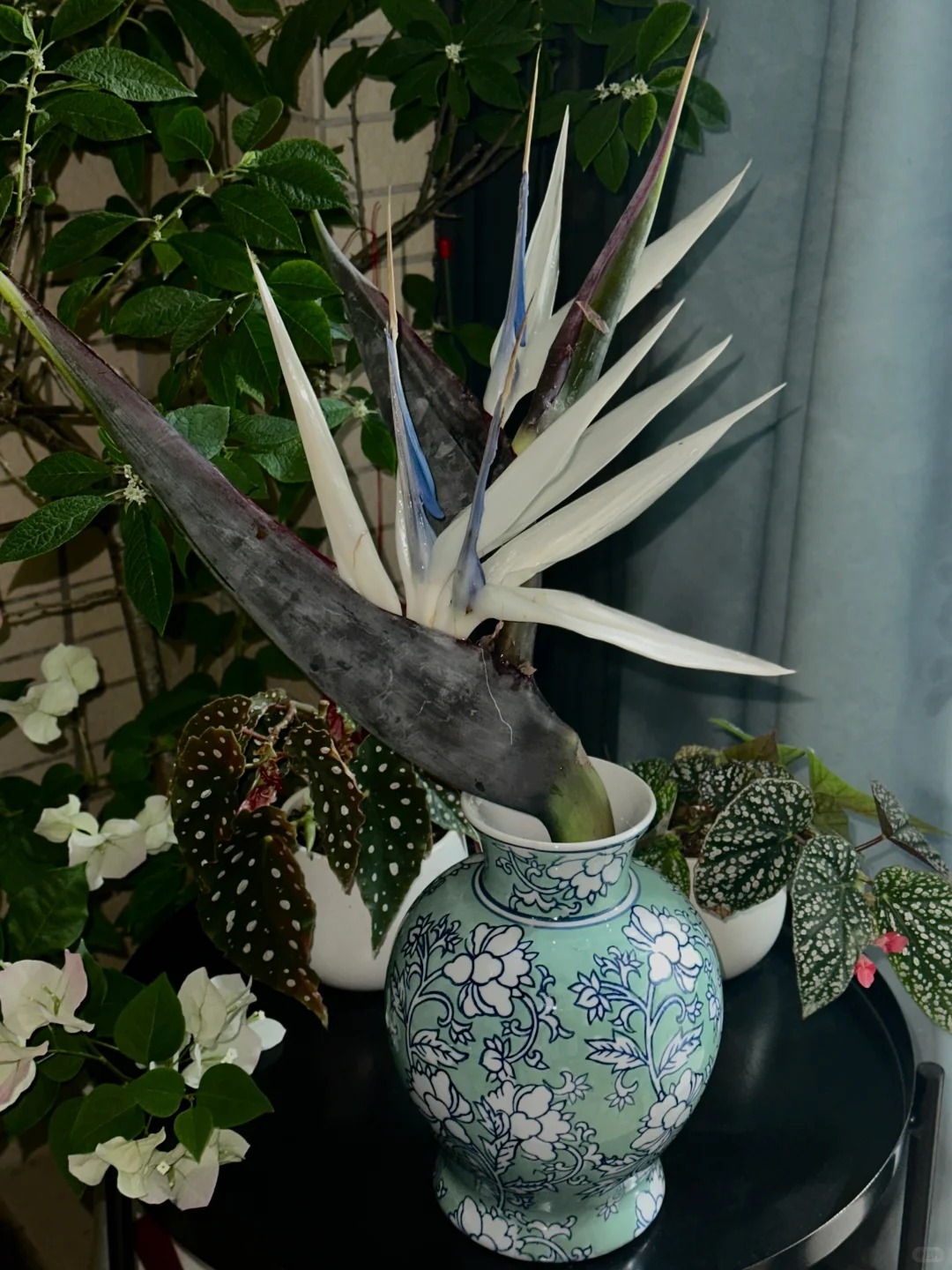 Thấy c&agrave;nh Bạch hạc "chảy nước mắt", tưởng hỏng h&oacute;a ra vớ được b&aacute;u vật decor: Lo&agrave;i hoa qu&yacute; tộc đang l&agrave;m mưa l&agrave;m gi&oacute; hội nghiện Wabi-sabi sang chảnh- Ảnh 21.