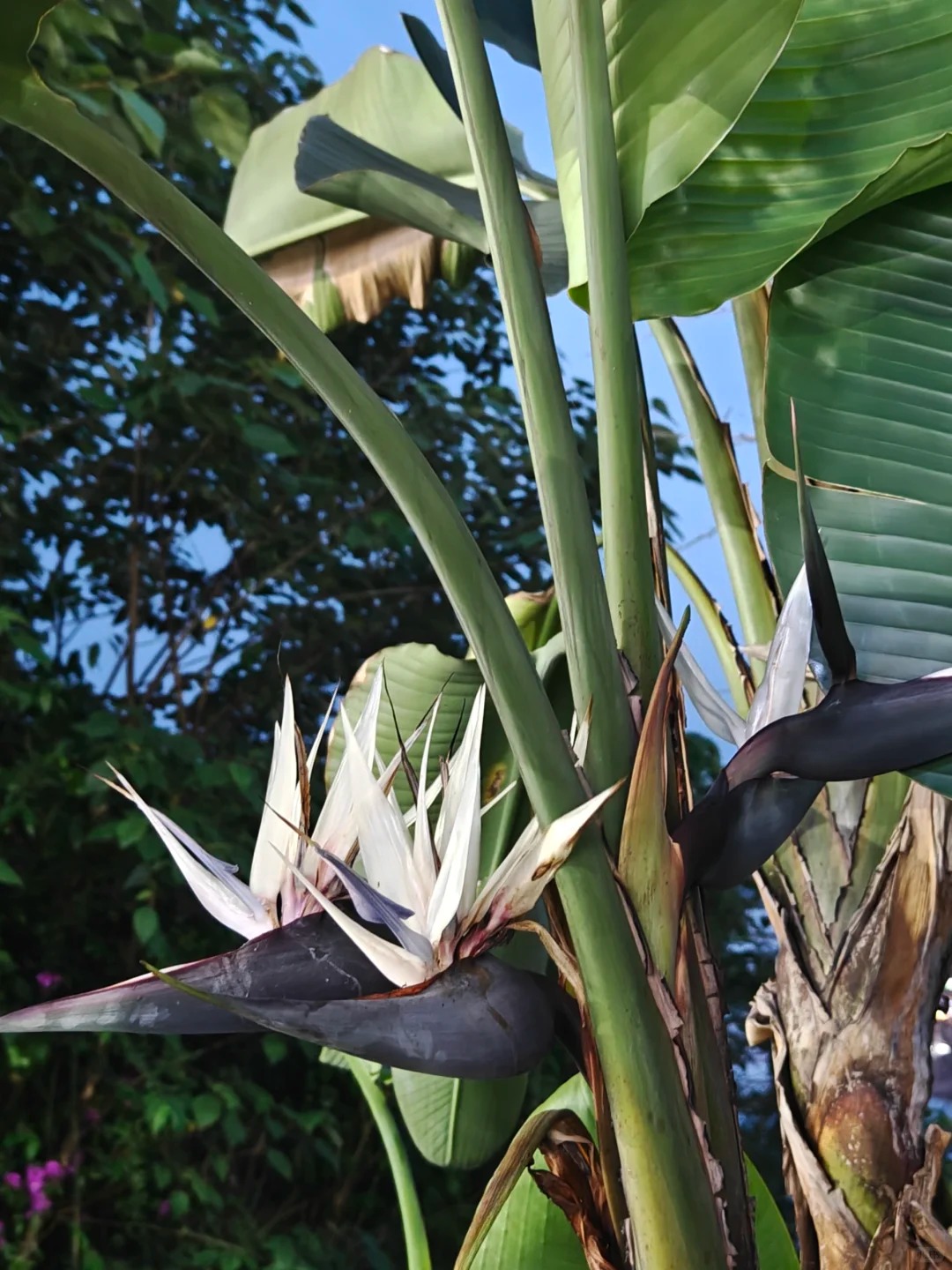 Thấy c&agrave;nh Bạch hạc "chảy nước mắt", tưởng hỏng h&oacute;a ra vớ được b&aacute;u vật decor: Lo&agrave;i hoa qu&yacute; tộc đang l&agrave;m mưa l&agrave;m gi&oacute; hội nghiện Wabi-sabi sang chảnh- Ảnh 3.