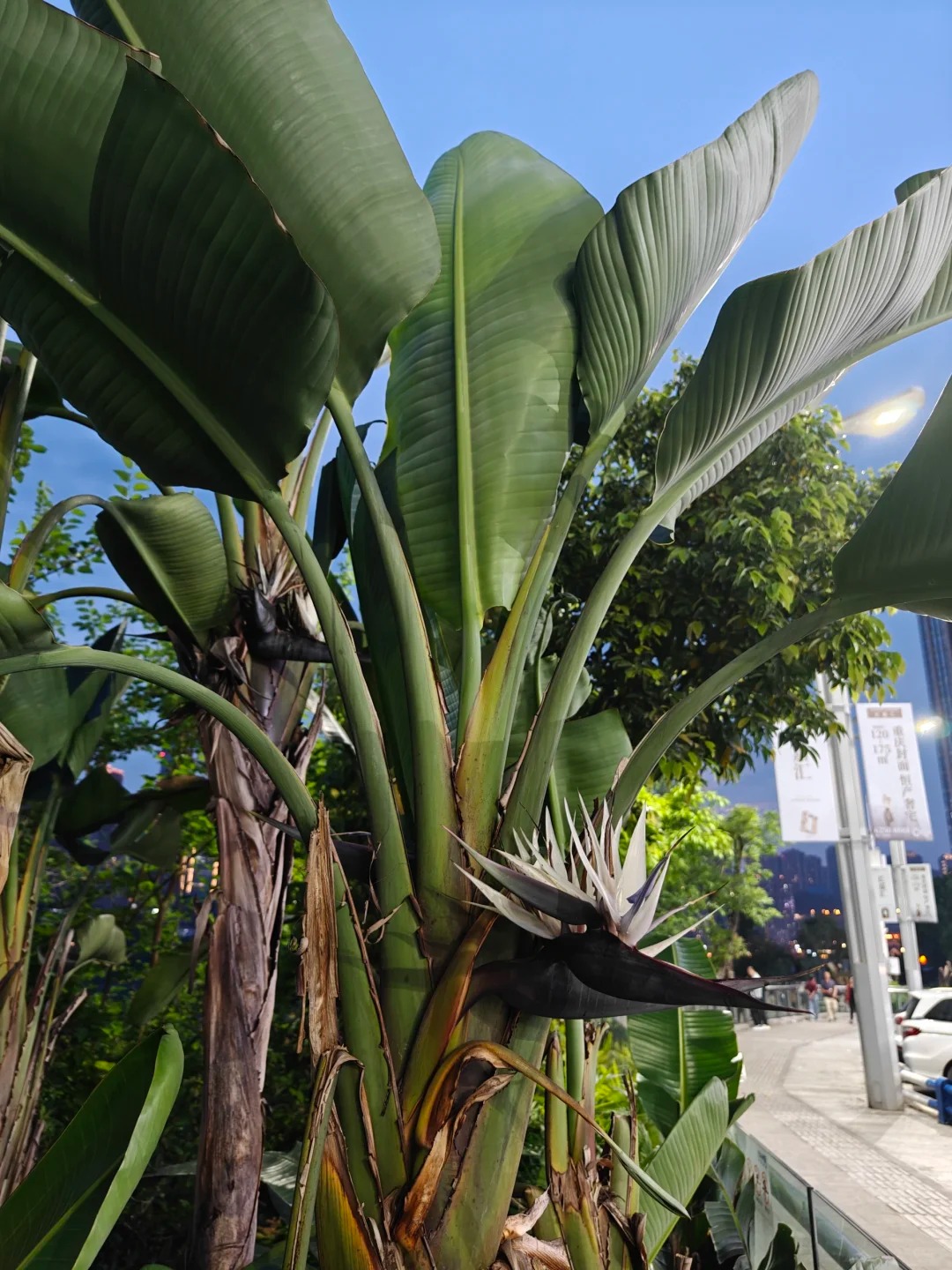 Thấy c&agrave;nh Bạch hạc "chảy nước mắt", tưởng hỏng h&oacute;a ra vớ được b&aacute;u vật decor: Lo&agrave;i hoa qu&yacute; tộc đang l&agrave;m mưa l&agrave;m gi&oacute; hội nghiện Wabi-sabi sang chảnh- Ảnh 2.