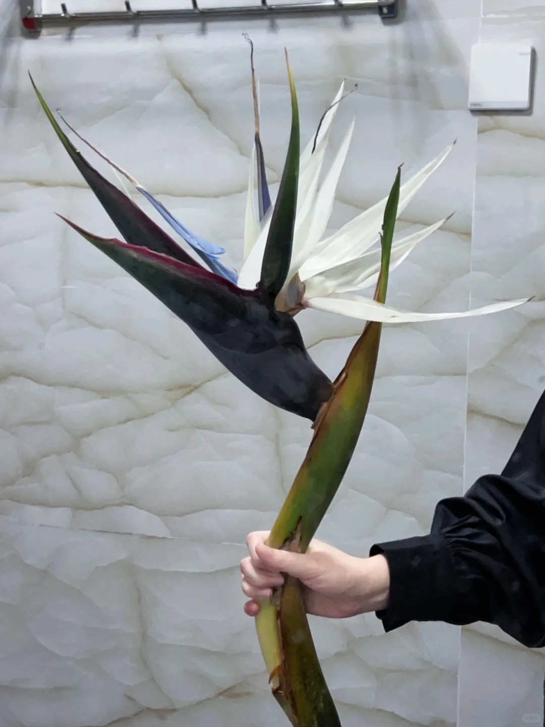 Thấy c&agrave;nh Bạch hạc "chảy nước mắt", tưởng hỏng h&oacute;a ra vớ được b&aacute;u vật decor: Lo&agrave;i hoa qu&yacute; tộc đang l&agrave;m mưa l&agrave;m gi&oacute; hội nghiện Wabi-sabi sang chảnh- Ảnh 4.