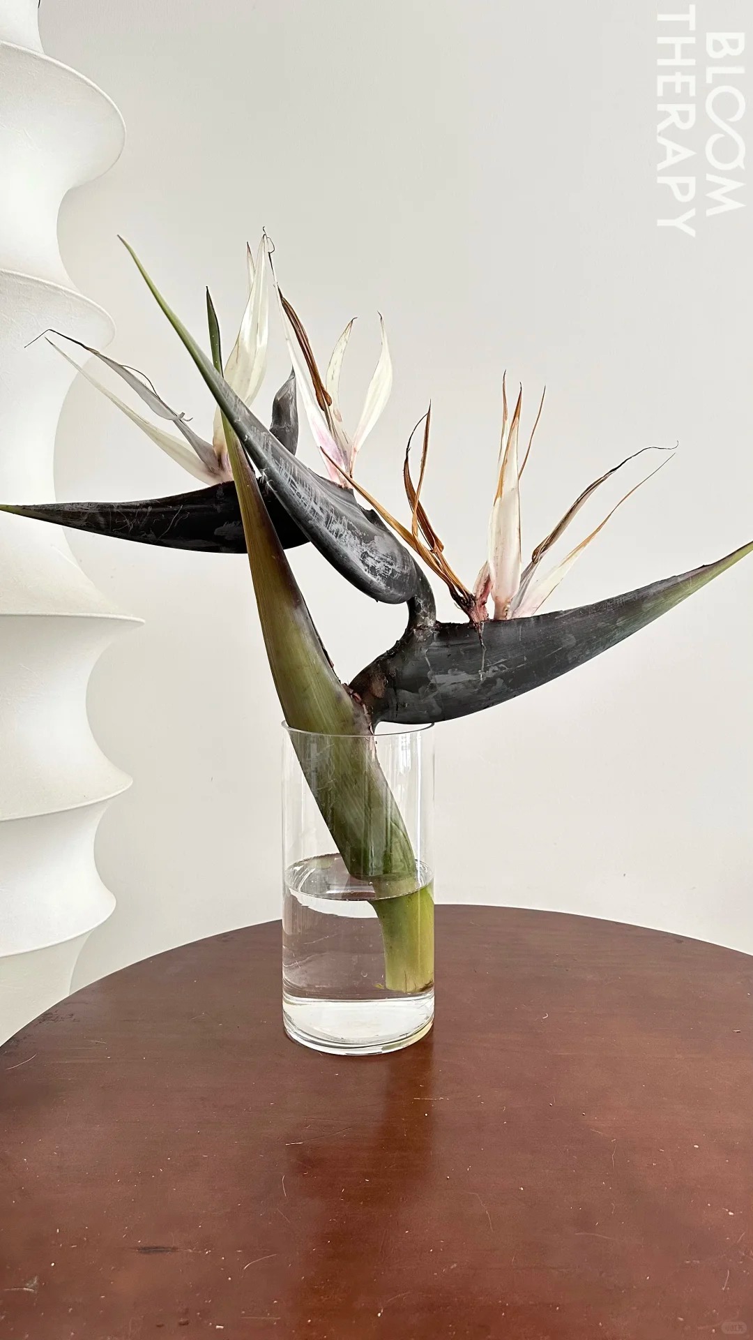 Thấy c&agrave;nh Bạch hạc "chảy nước mắt", tưởng hỏng h&oacute;a ra vớ được b&aacute;u vật decor: Lo&agrave;i hoa qu&yacute; tộc đang l&agrave;m mưa l&agrave;m gi&oacute; hội nghiện Wabi-sabi sang chảnh- Ảnh 27.