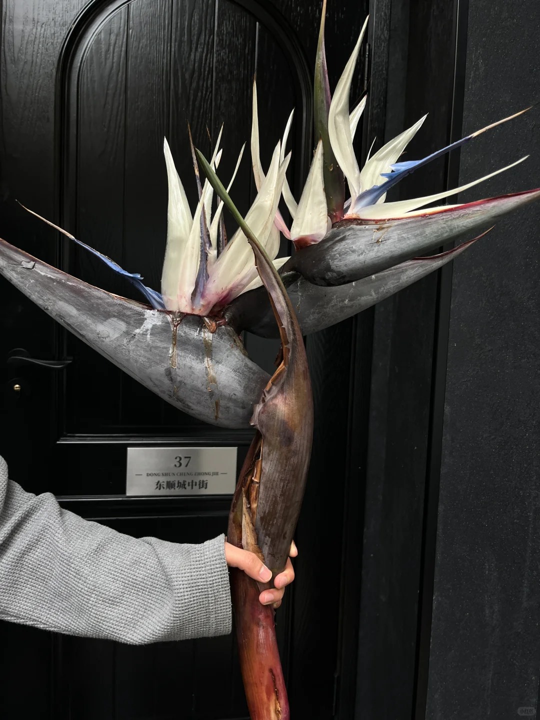 Thấy c&agrave;nh Bạch hạc "chảy nước mắt", tưởng hỏng h&oacute;a ra vớ được b&aacute;u vật decor: Lo&agrave;i hoa qu&yacute; tộc đang l&agrave;m mưa l&agrave;m gi&oacute; hội nghiện Wabi-sabi sang chảnh- Ảnh 5.