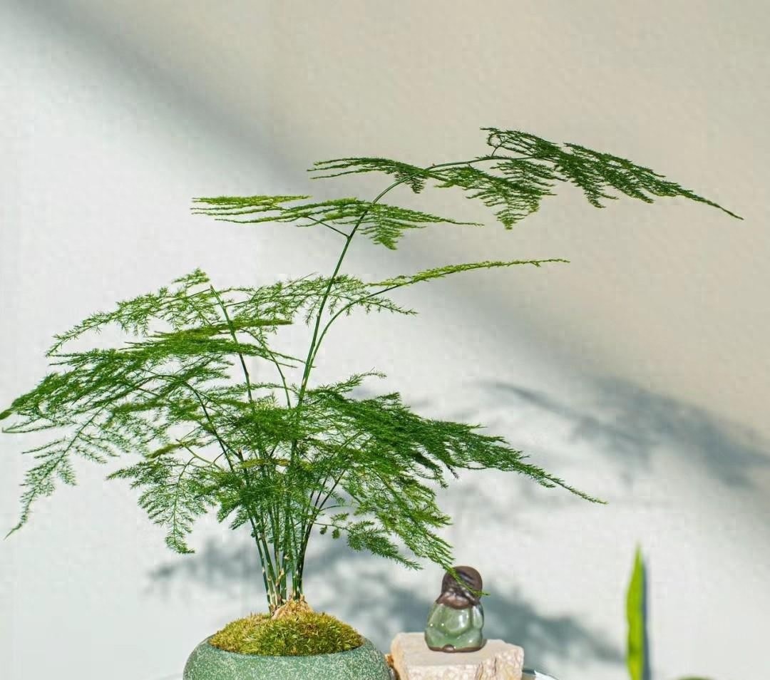 Muốn ph&ograve;ng kh&aacute;ch l&ecirc;n level thượng lưu, t&ocirc;i khuy&ecirc;n bạn ĐỪNG TRỒNG HOA: 8 c&acirc;y xanh n&agrave;y mới l&agrave; "thần" chi&ecirc;u t&agrave;i h&uacute;t lộc, si&ecirc;u kh&iacute; chất- Ảnh 1.