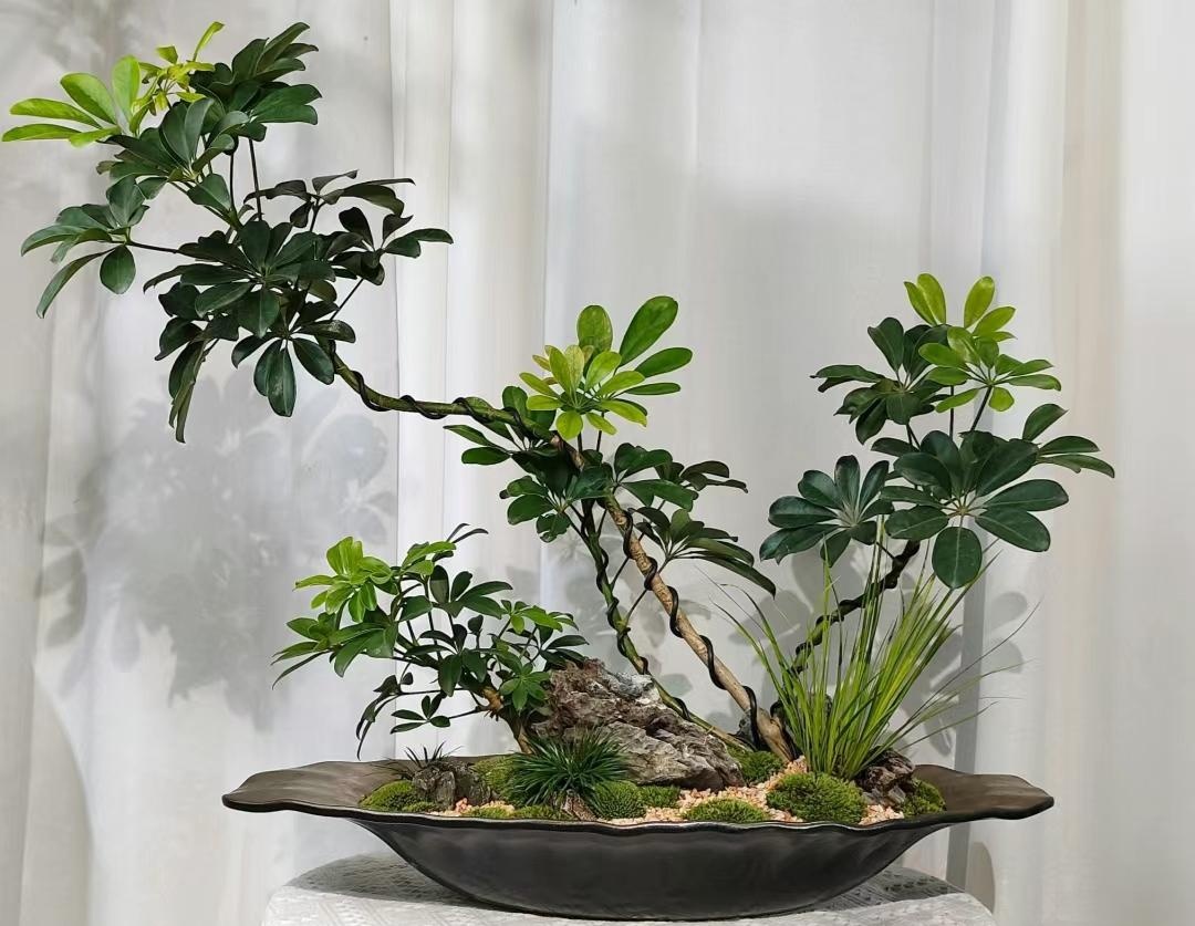 Muốn ph&ograve;ng kh&aacute;ch l&ecirc;n level thượng lưu, t&ocirc;i khuy&ecirc;n bạn ĐỪNG TRỒNG HOA: 8 c&acirc;y xanh n&agrave;y mới l&agrave; "thần" chi&ecirc;u t&agrave;i h&uacute;t lộc, si&ecirc;u kh&iacute; chất- Ảnh 5.