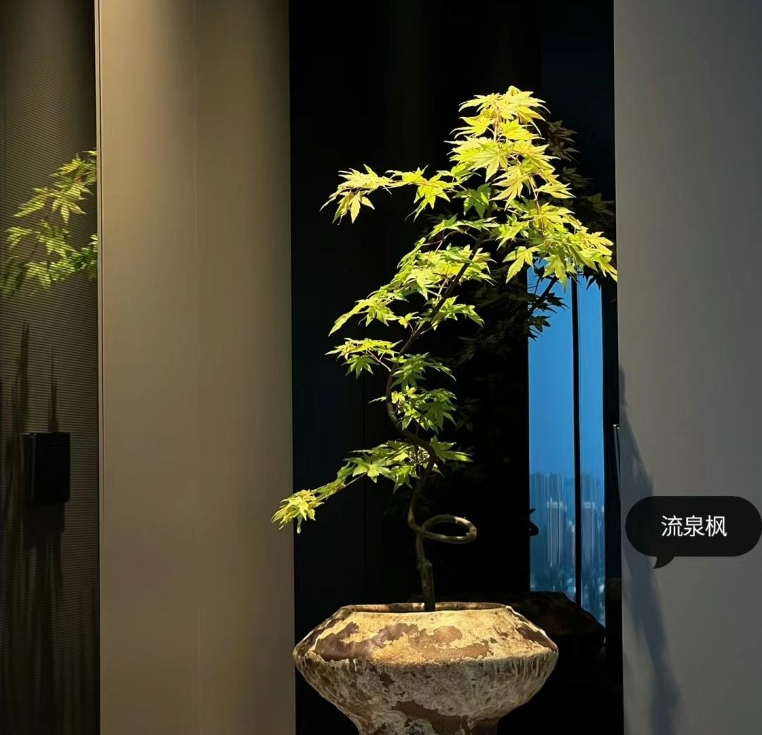 Muốn ph&ograve;ng kh&aacute;ch l&ecirc;n level thượng lưu, t&ocirc;i khuy&ecirc;n bạn ĐỪNG TRỒNG HOA: 8 c&acirc;y xanh n&agrave;y mới l&agrave; "thần" chi&ecirc;u t&agrave;i h&uacute;t lộc, si&ecirc;u kh&iacute; chất- Ảnh 6.