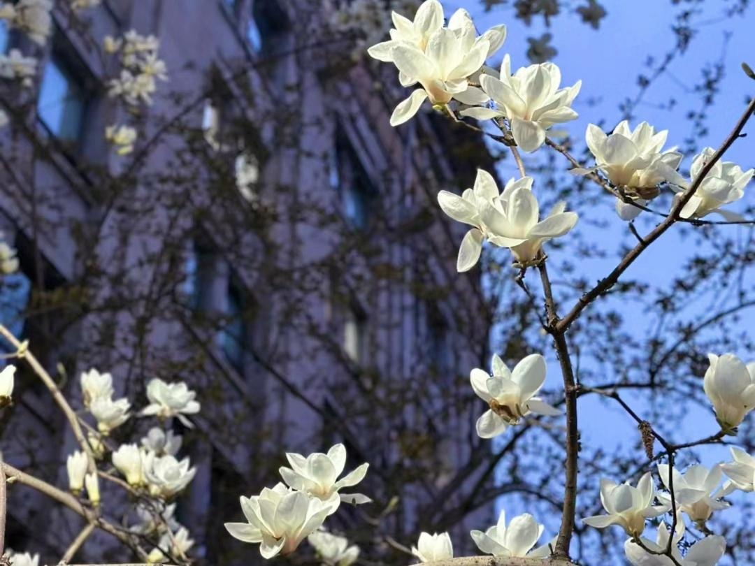 10 lo&agrave;i hoa thơm say mũi: M&ugrave;i hương độc nhất thế giới, đến thợ điều chế nước hoa cũng kh&ocirc;ng thể bắt chước- Ảnh 2.