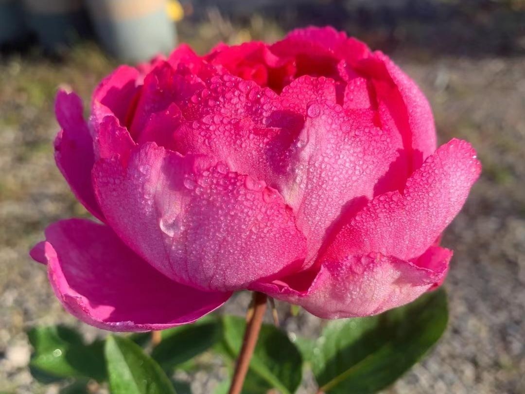 10 lo&agrave;i hoa thơm say mũi: M&ugrave;i hương độc nhất thế giới, đến thợ điều chế nước hoa cũng kh&ocirc;ng thể bắt chước- Ảnh 4.