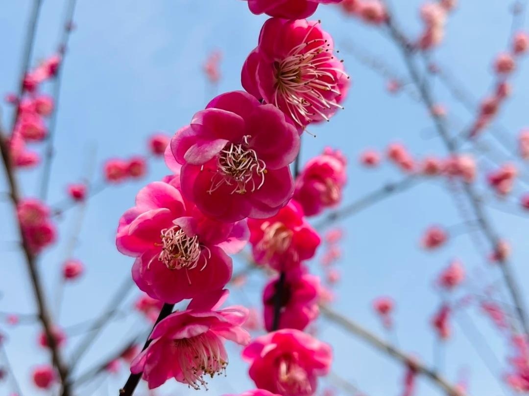 10 lo&agrave;i hoa thơm say mũi: M&ugrave;i hương độc nhất thế giới, đến thợ điều chế nước hoa cũng kh&ocirc;ng thể bắt chước- Ảnh 5.