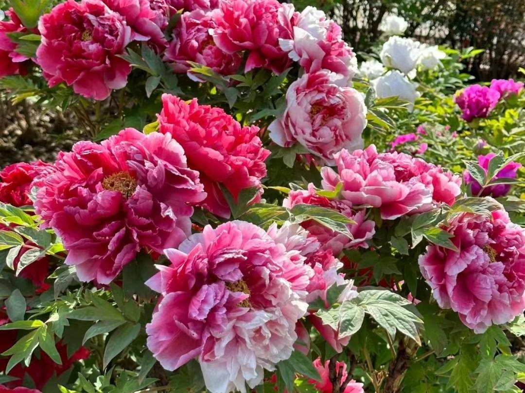 10 lo&agrave;i hoa thơm say mũi: M&ugrave;i hương độc nhất thế giới, đến thợ điều chế nước hoa cũng kh&ocirc;ng thể bắt chước- Ảnh 6.