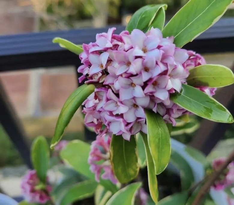 10 lo&agrave;i hoa thơm say mũi: M&ugrave;i hương độc nhất thế giới, đến thợ điều chế nước hoa cũng kh&ocirc;ng thể bắt chước- Ảnh 7.