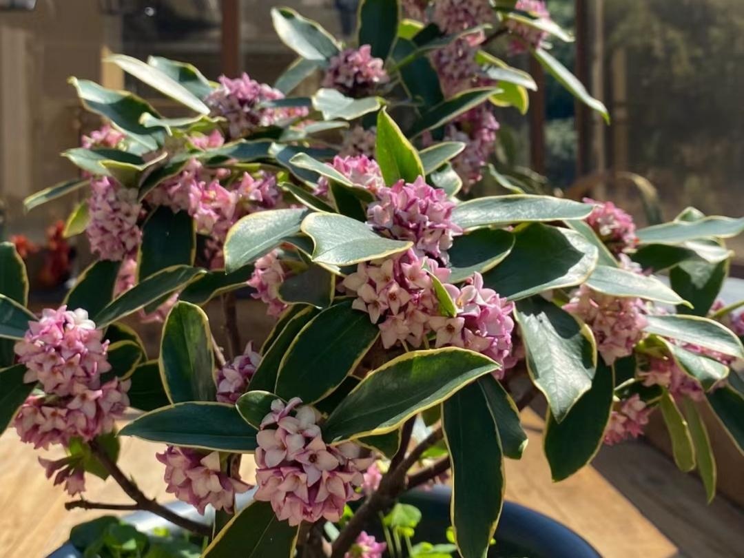 10 lo&agrave;i hoa thơm say mũi: M&ugrave;i hương độc nhất thế giới, đến thợ điều chế nước hoa cũng kh&ocirc;ng thể bắt chước- Ảnh 8.