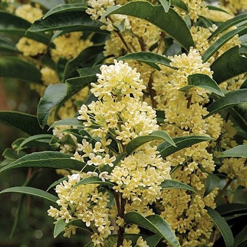 10 lo&agrave;i hoa thơm say mũi: M&ugrave;i hương độc nhất thế giới, đến thợ điều chế nước hoa cũng kh&ocirc;ng thể bắt chước- Ảnh 9.